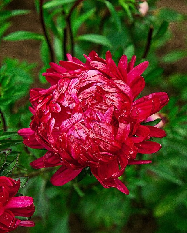 Астра Марго  0,2 гр